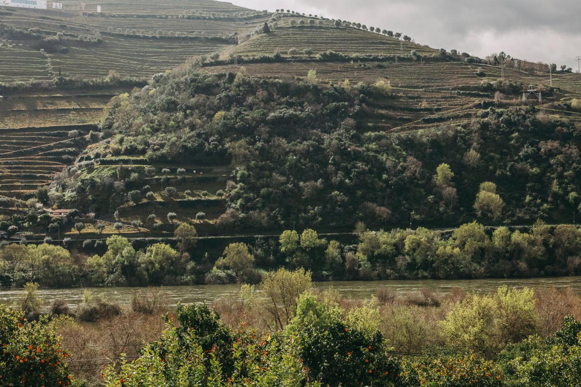 Torel Quinta Da Vacaria - Douro Valley Hotell Peso da Régua Eksteriør bilde